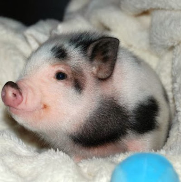 Meet your Posher, Isabelle - Picture 1 of 1